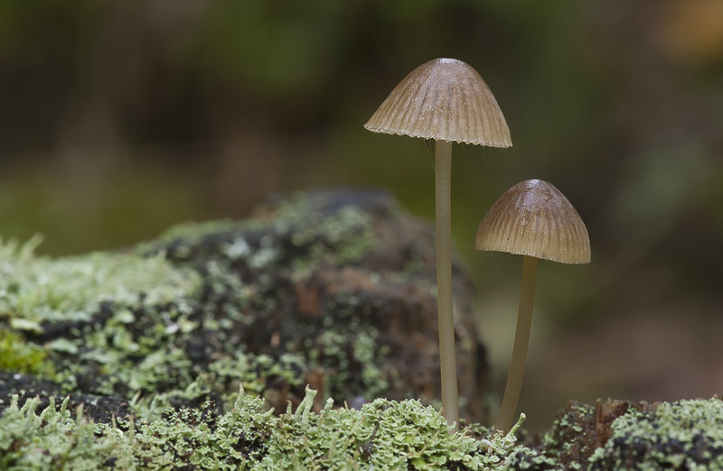 Mycena viridimarginata